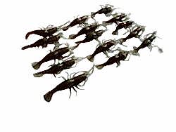 Kaira Simulation 50mm 15'li Yumuşak Karides No:4 - 2